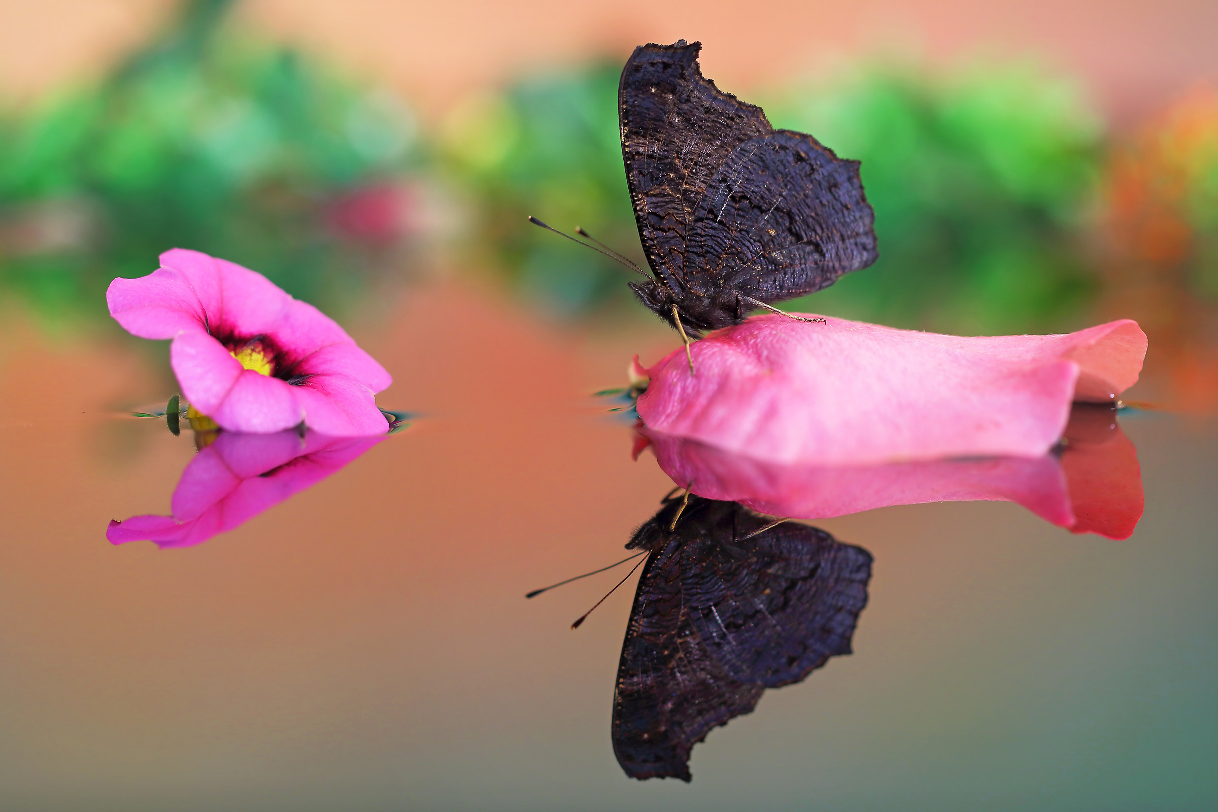 Su un petalo di rosa
