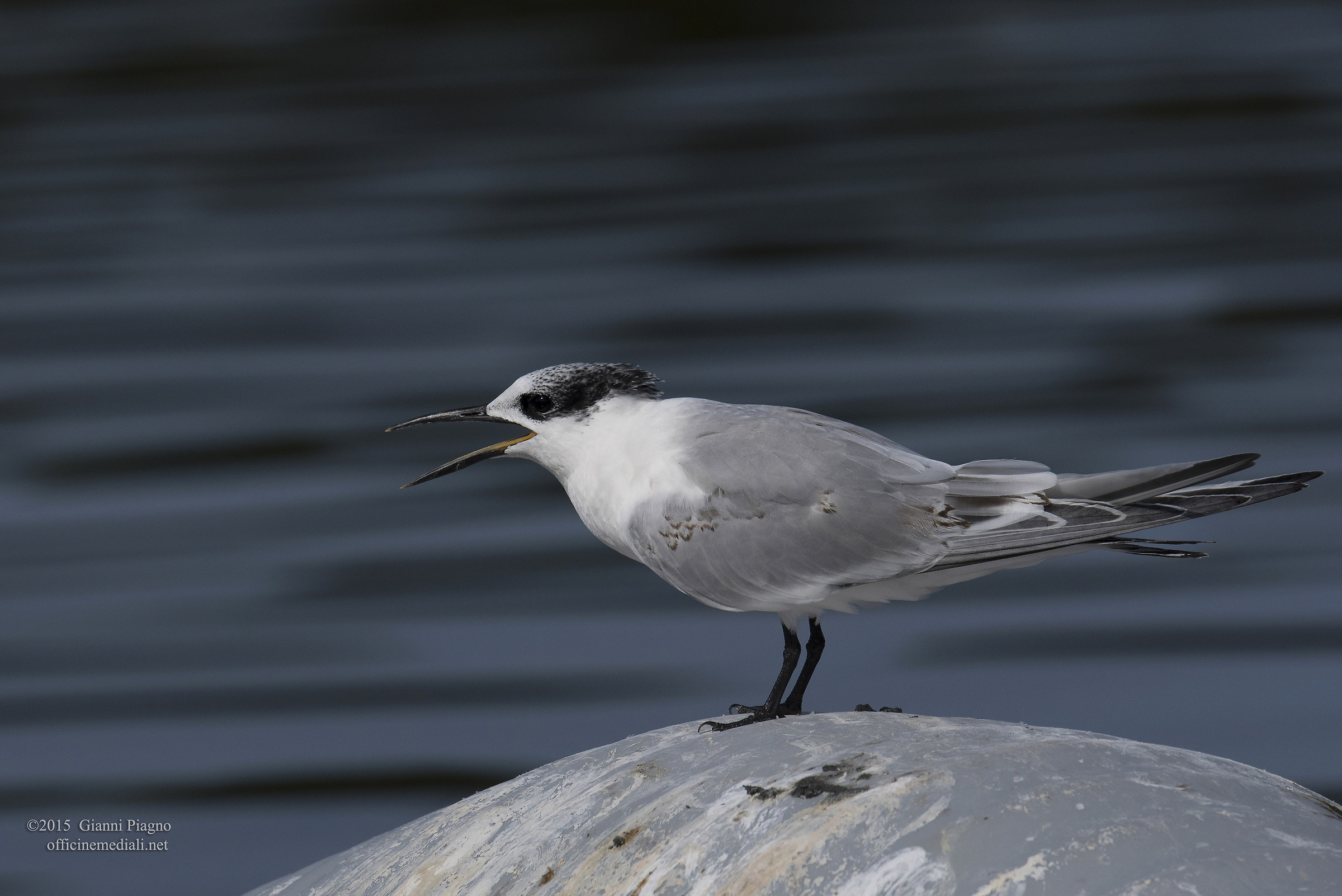 Beccapesci in allarme