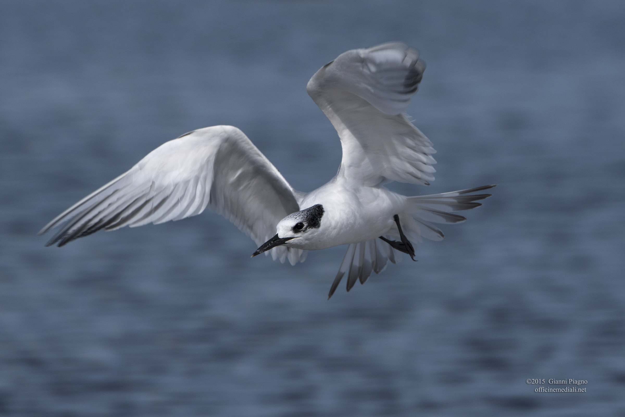 Sandwich Tern in flight