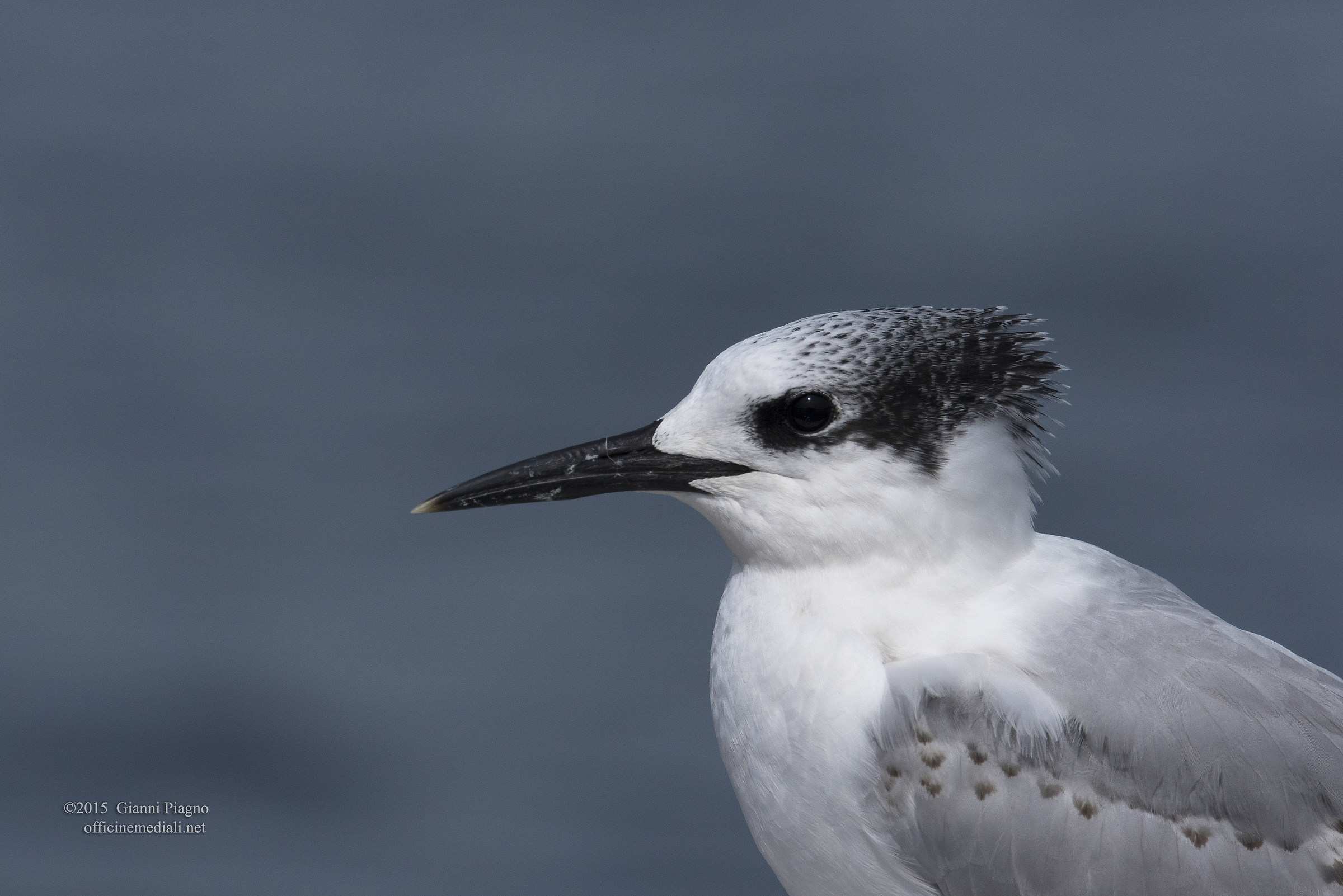 Sandwich Tern, the first young winter