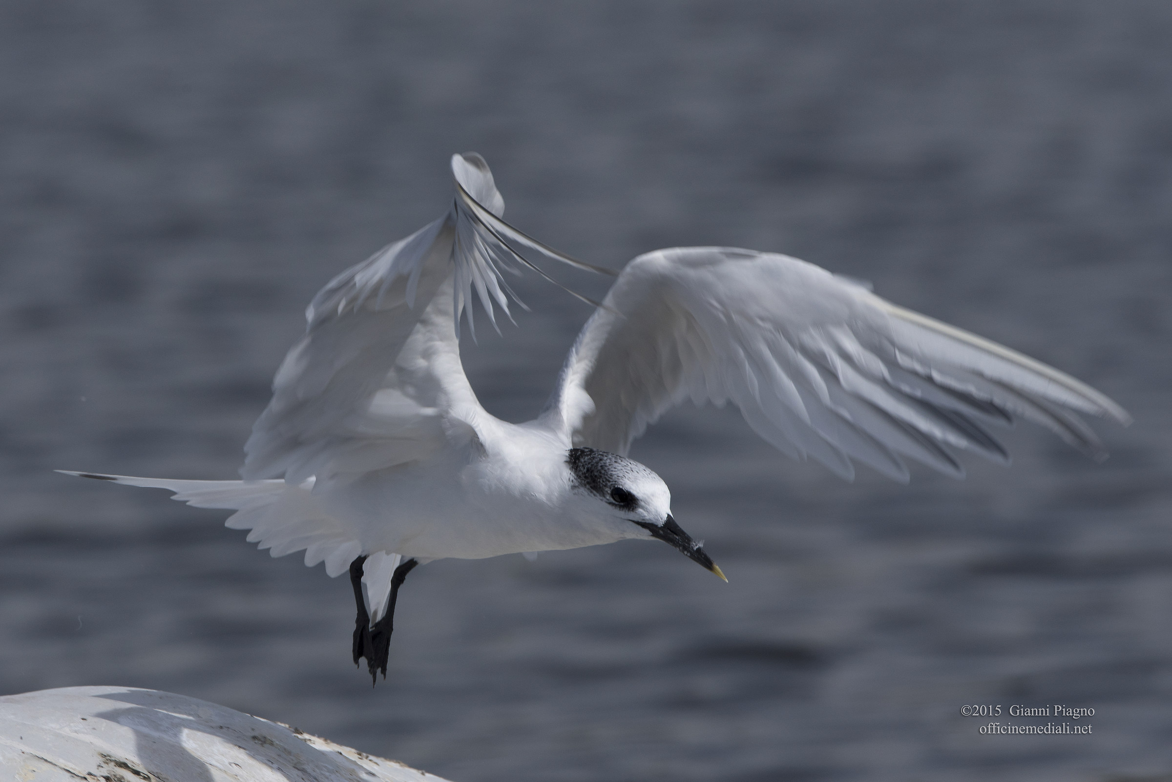 Sandwich Tern takeoff