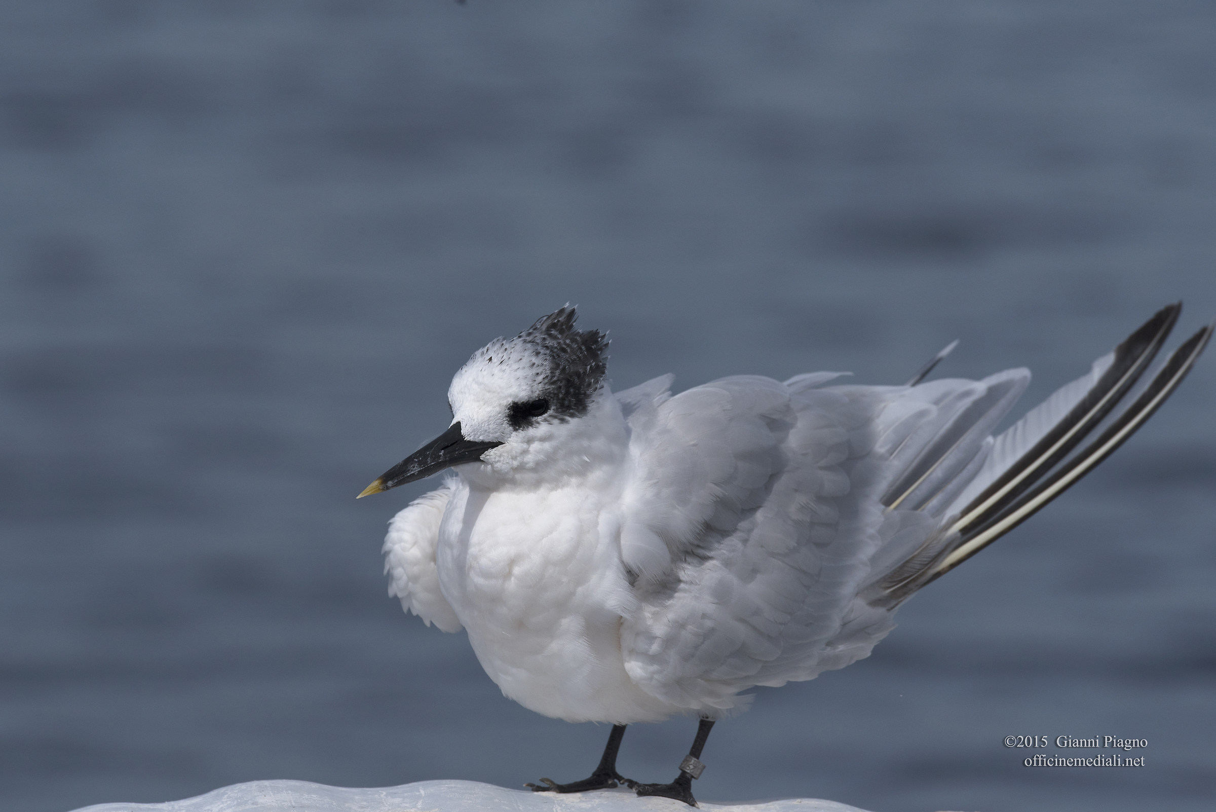 Sandwich terns dries
