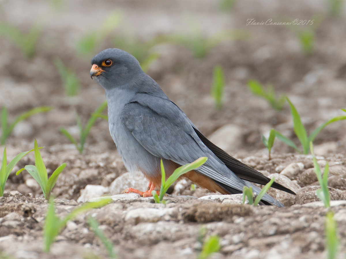 Footed falcon male