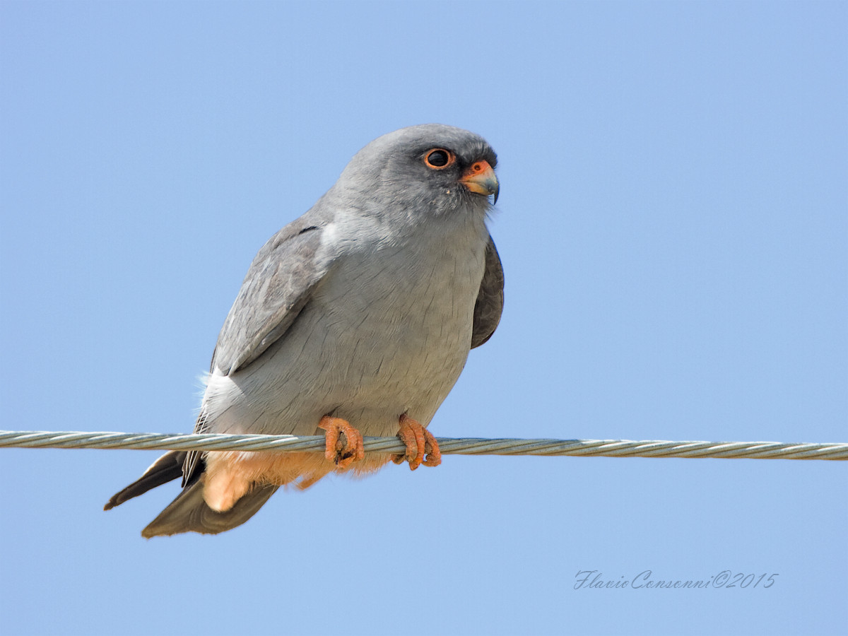 Footed falcon male