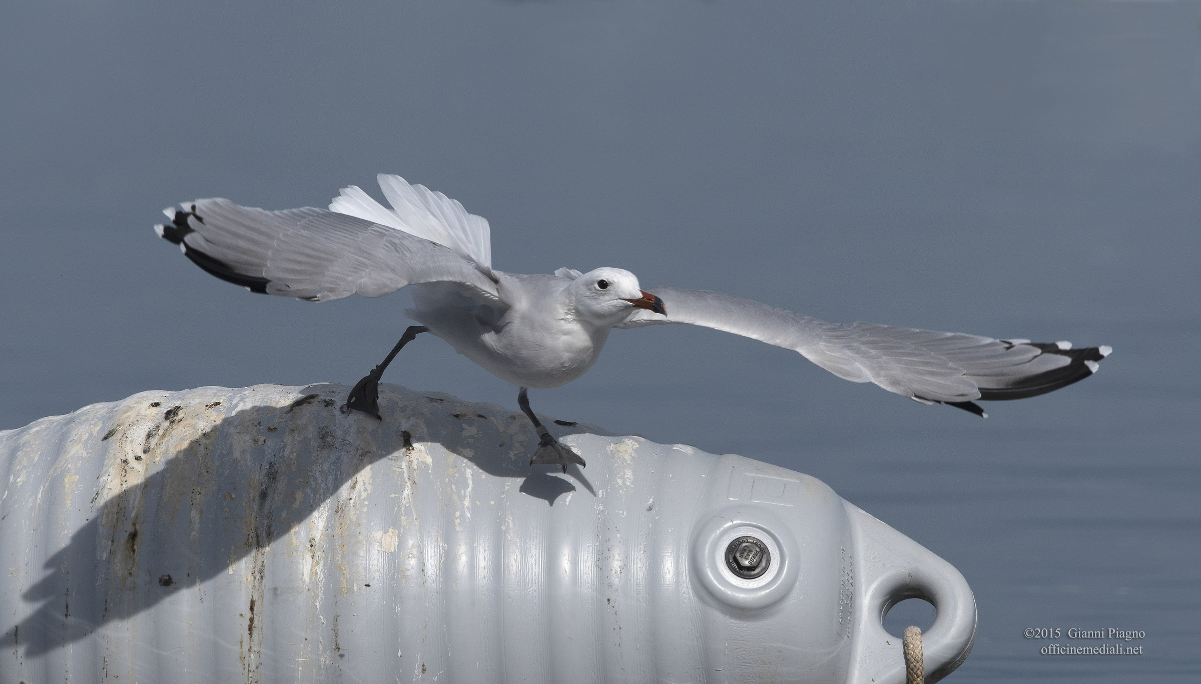 Seagull Take Off Course