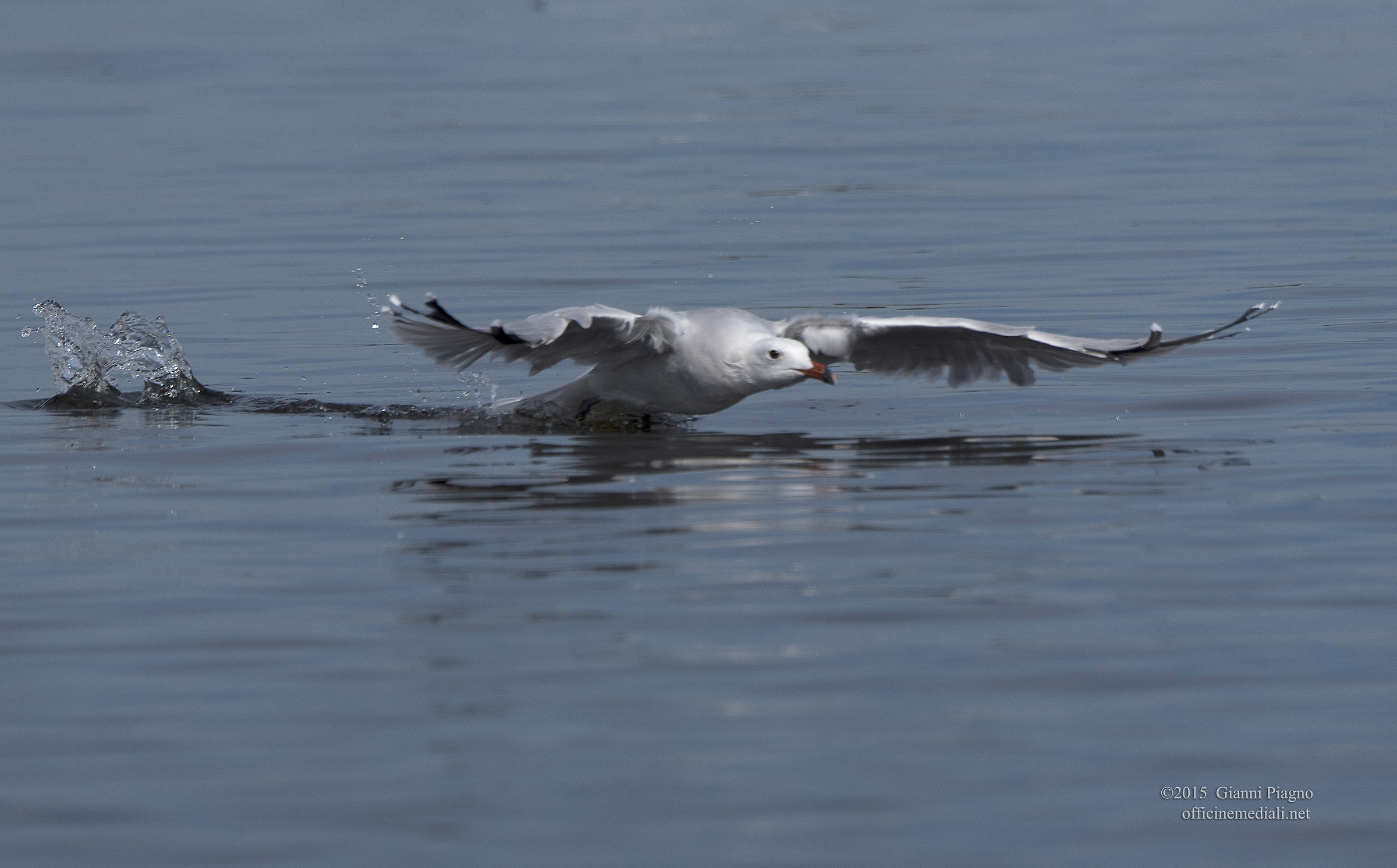 Seagull gliding Course