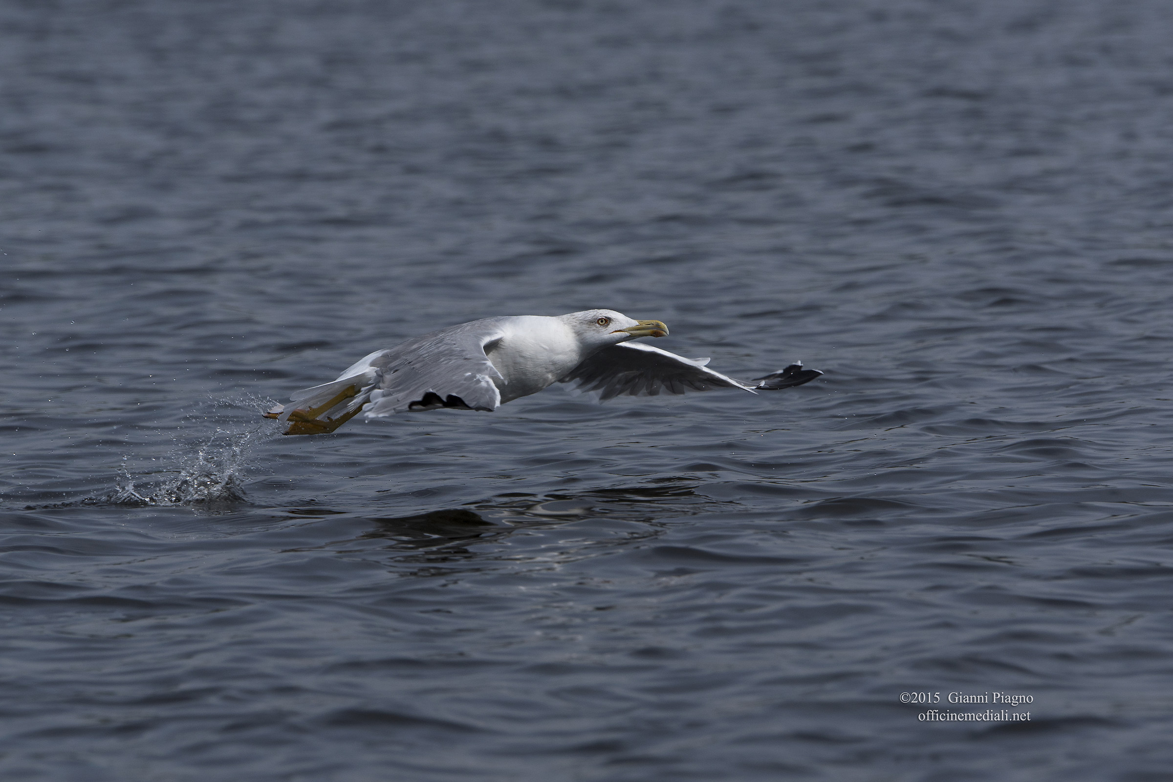 Herring Gulls glide