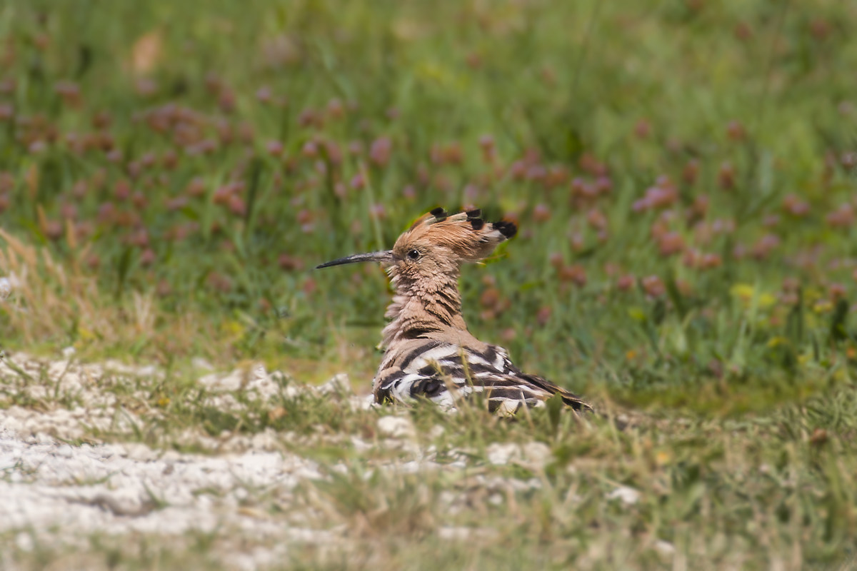 Hoopoe squatting