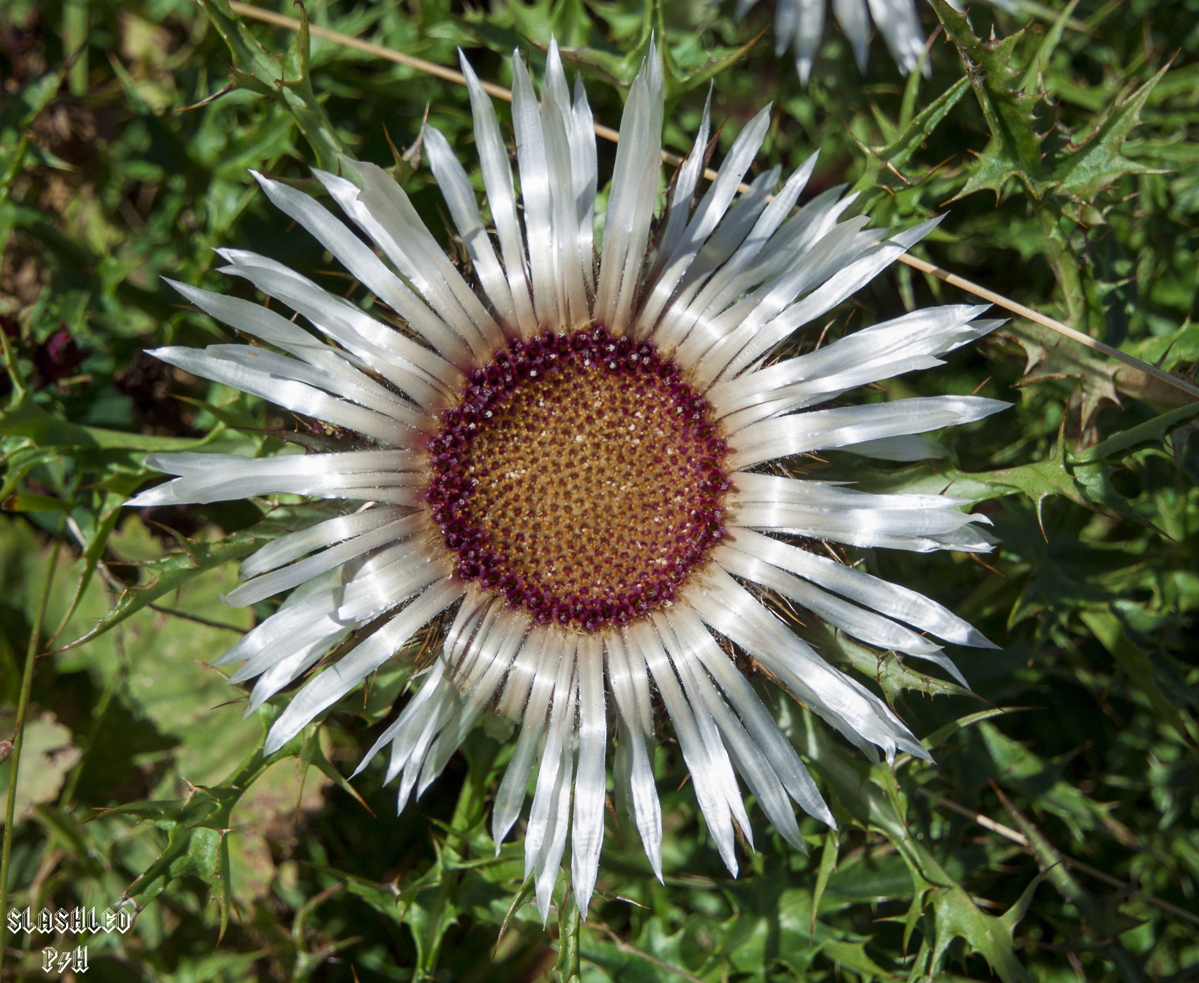 Fiore di Cardo