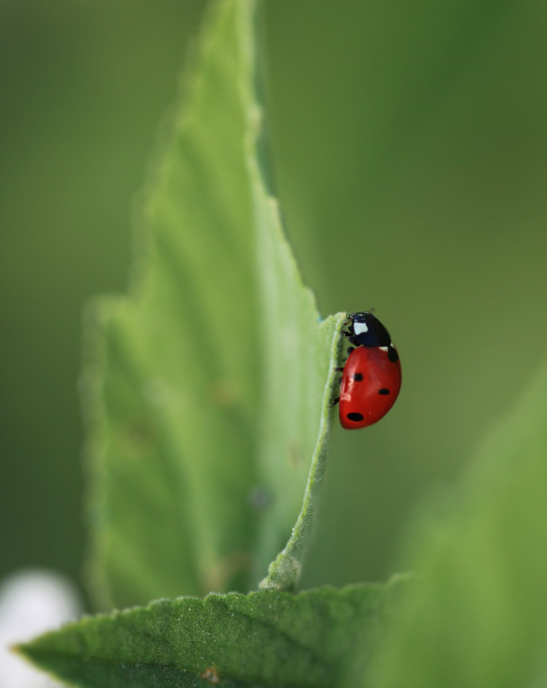 Ladybug