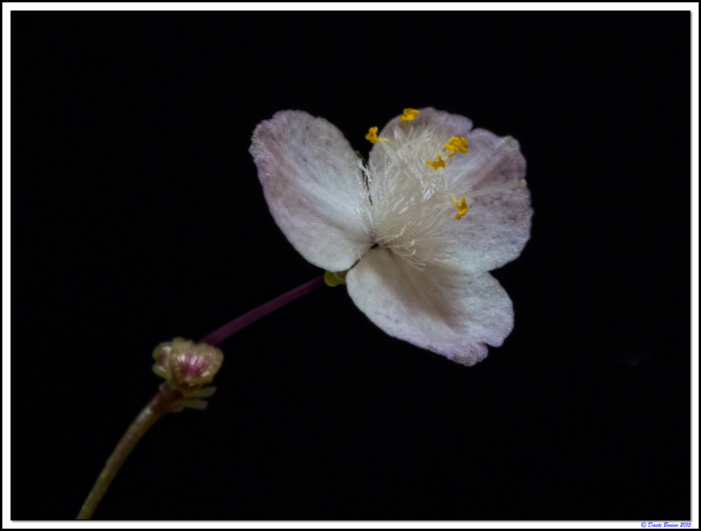 Tradescantia albiflora