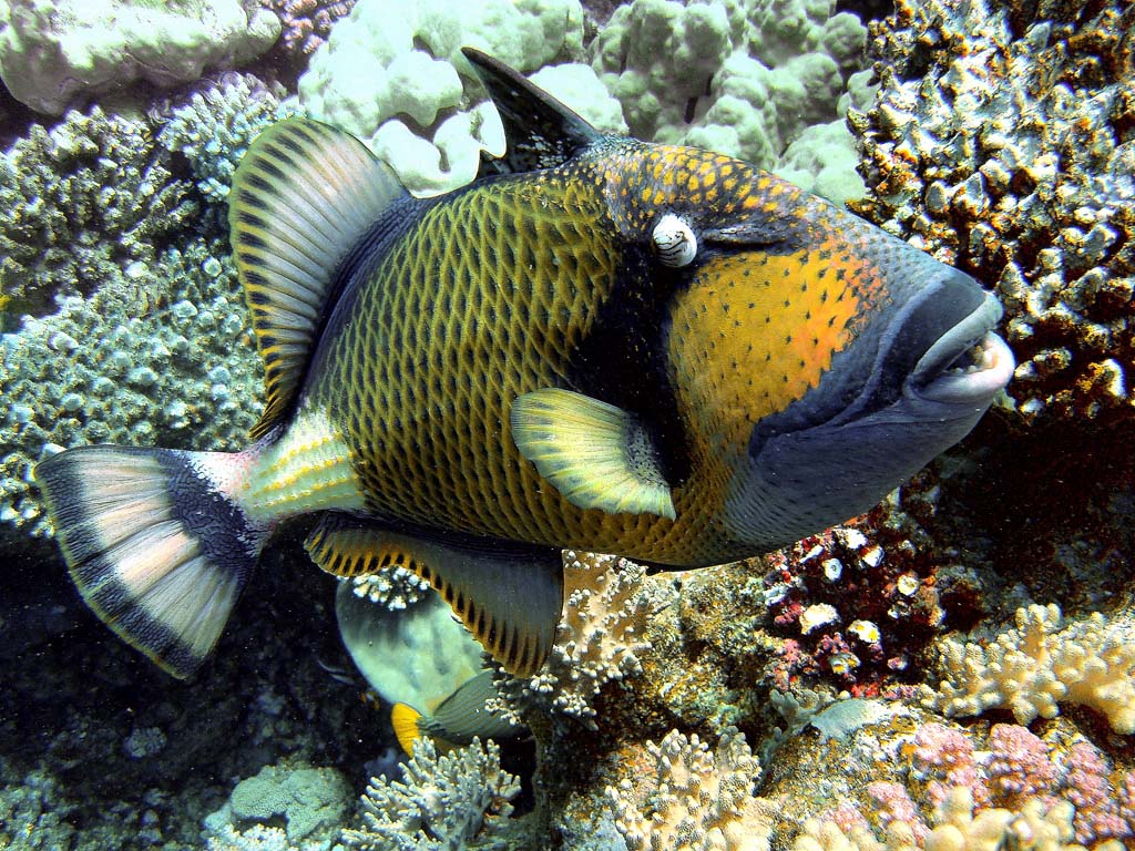 Pesce Balestra Titano