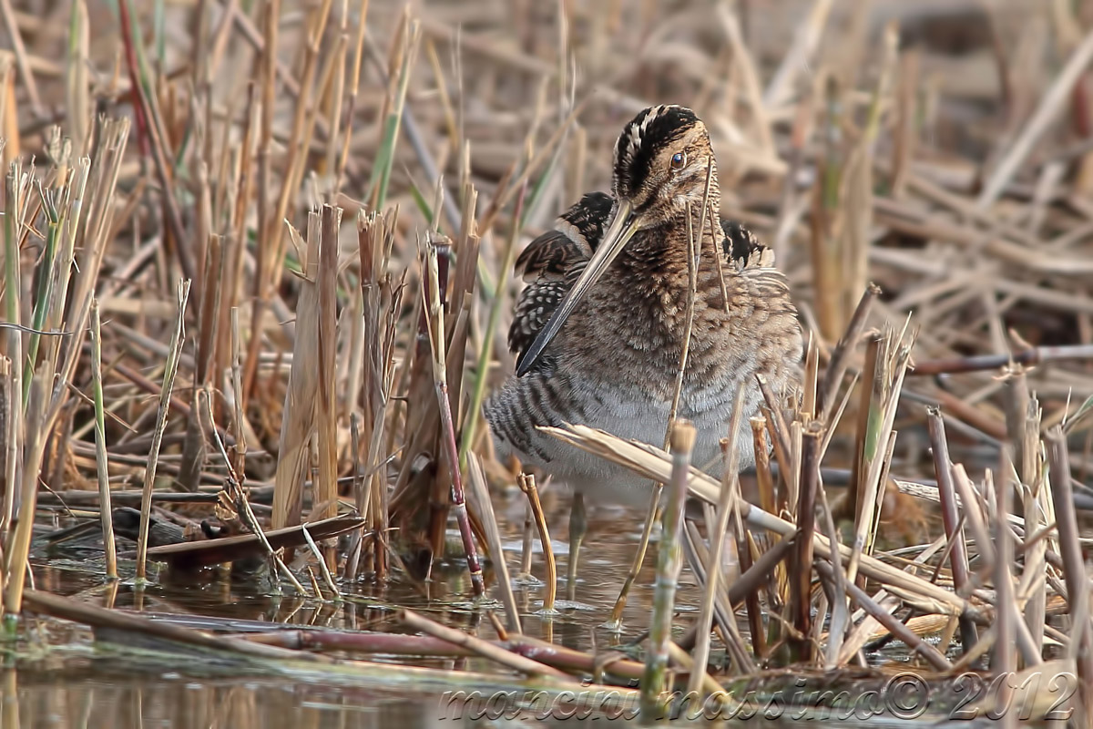 beccaccino (Gallinaco gallinaco)