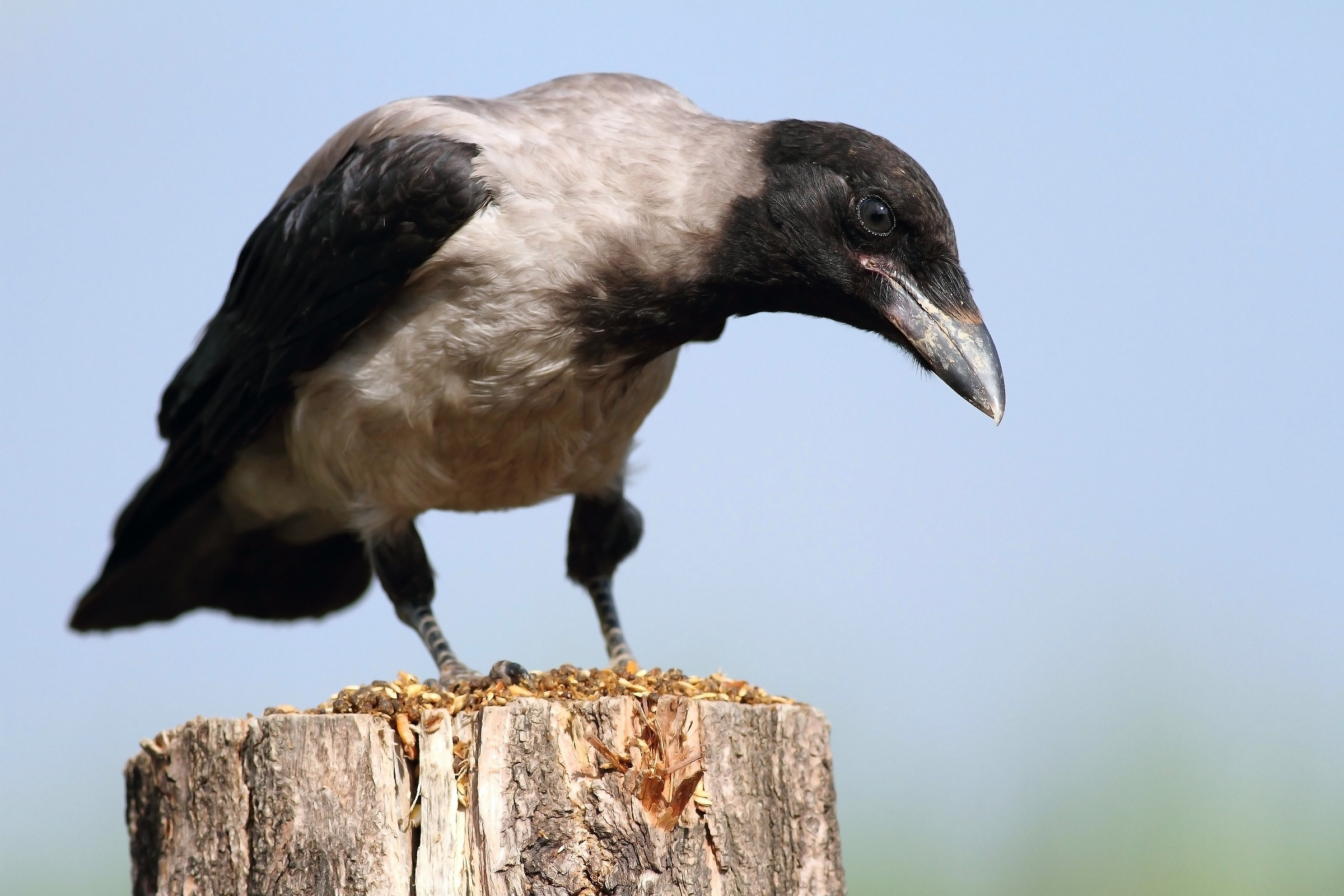 hooded crow