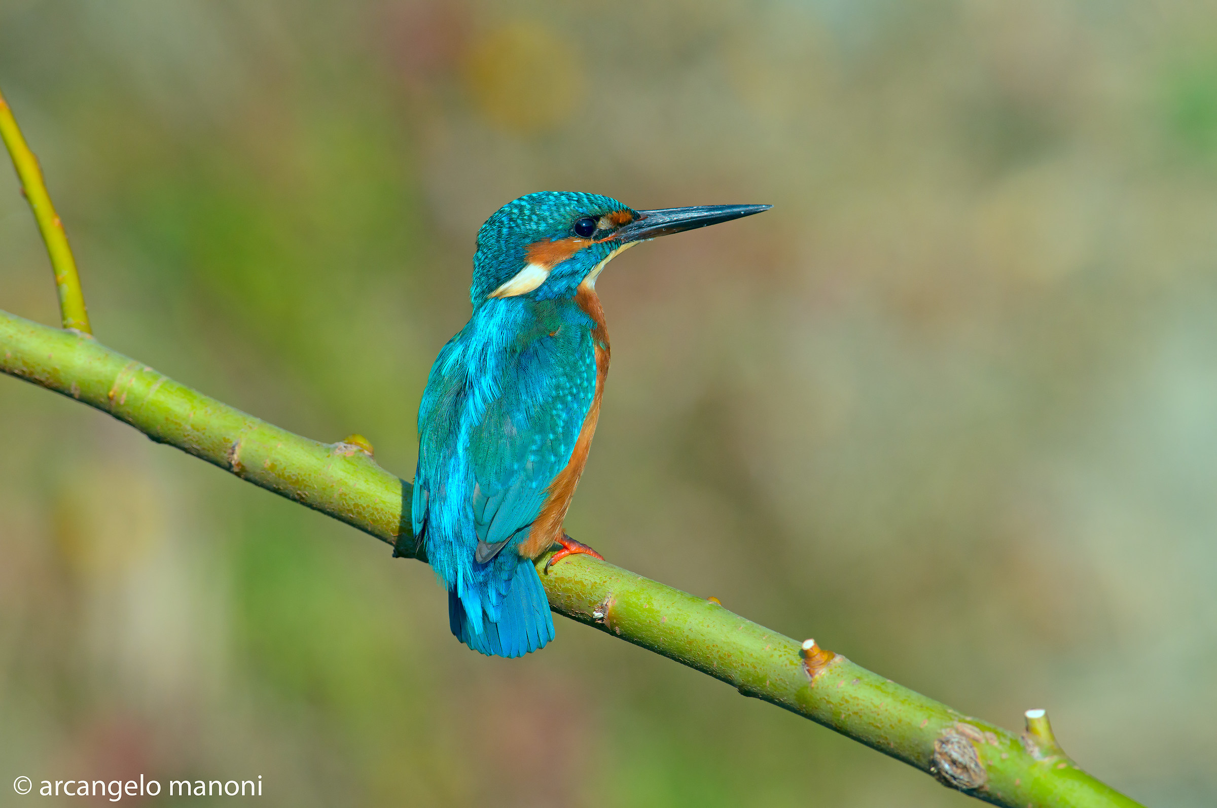 Fossi un pittore vorrei dipingerti così