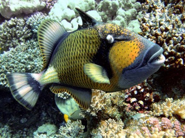 Balistoides viridescens