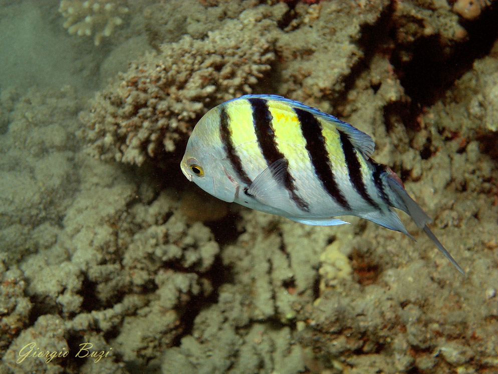 Pesce Sergente Maggiore