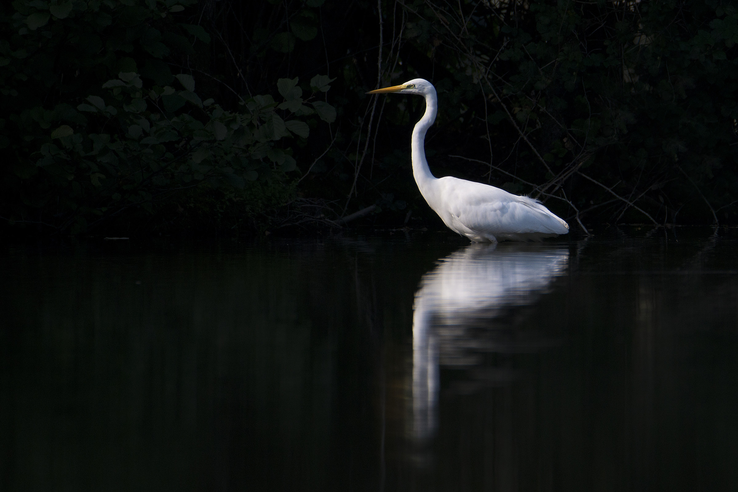 White heron ..
