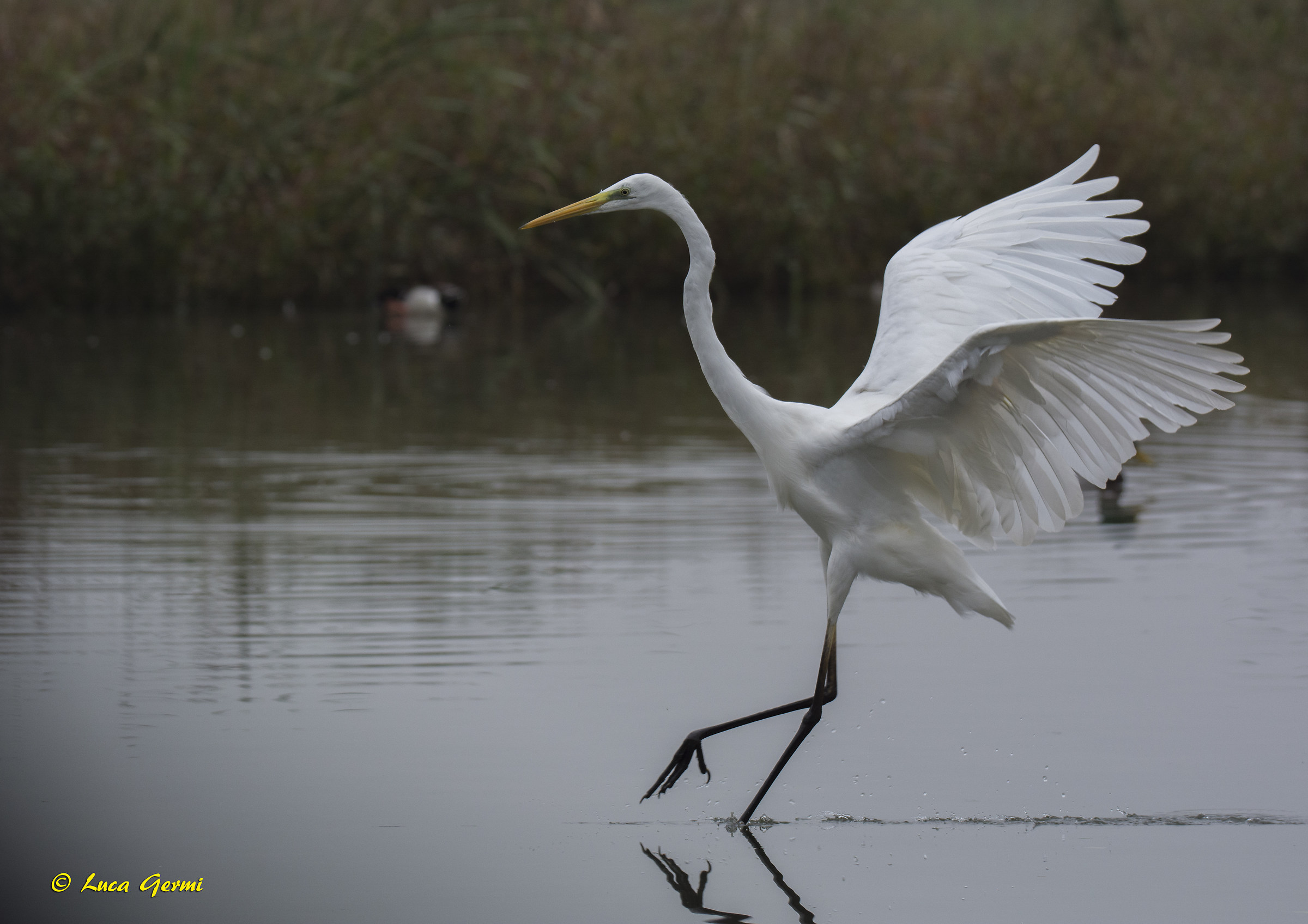 Airone Bianco Maggiore