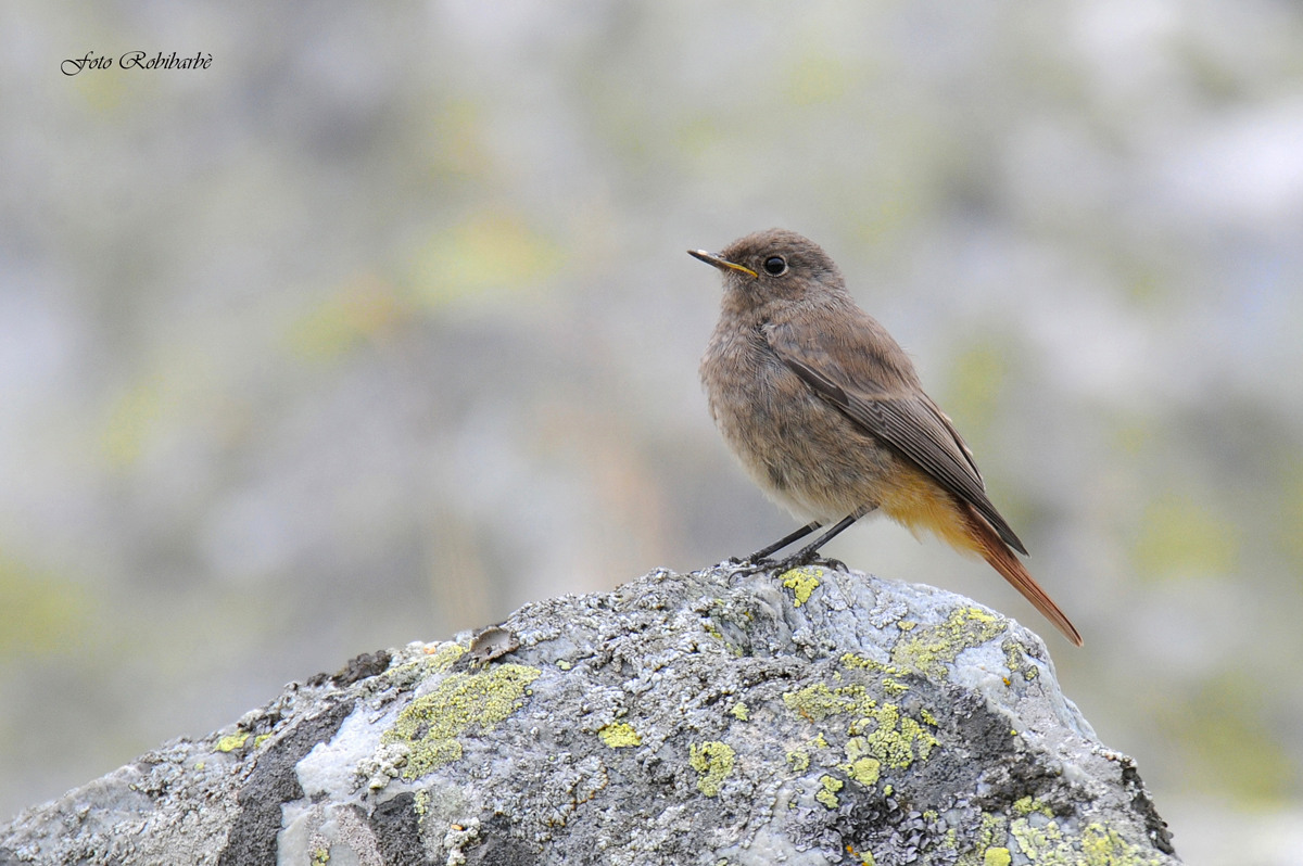 Codirosso spazzacamino....