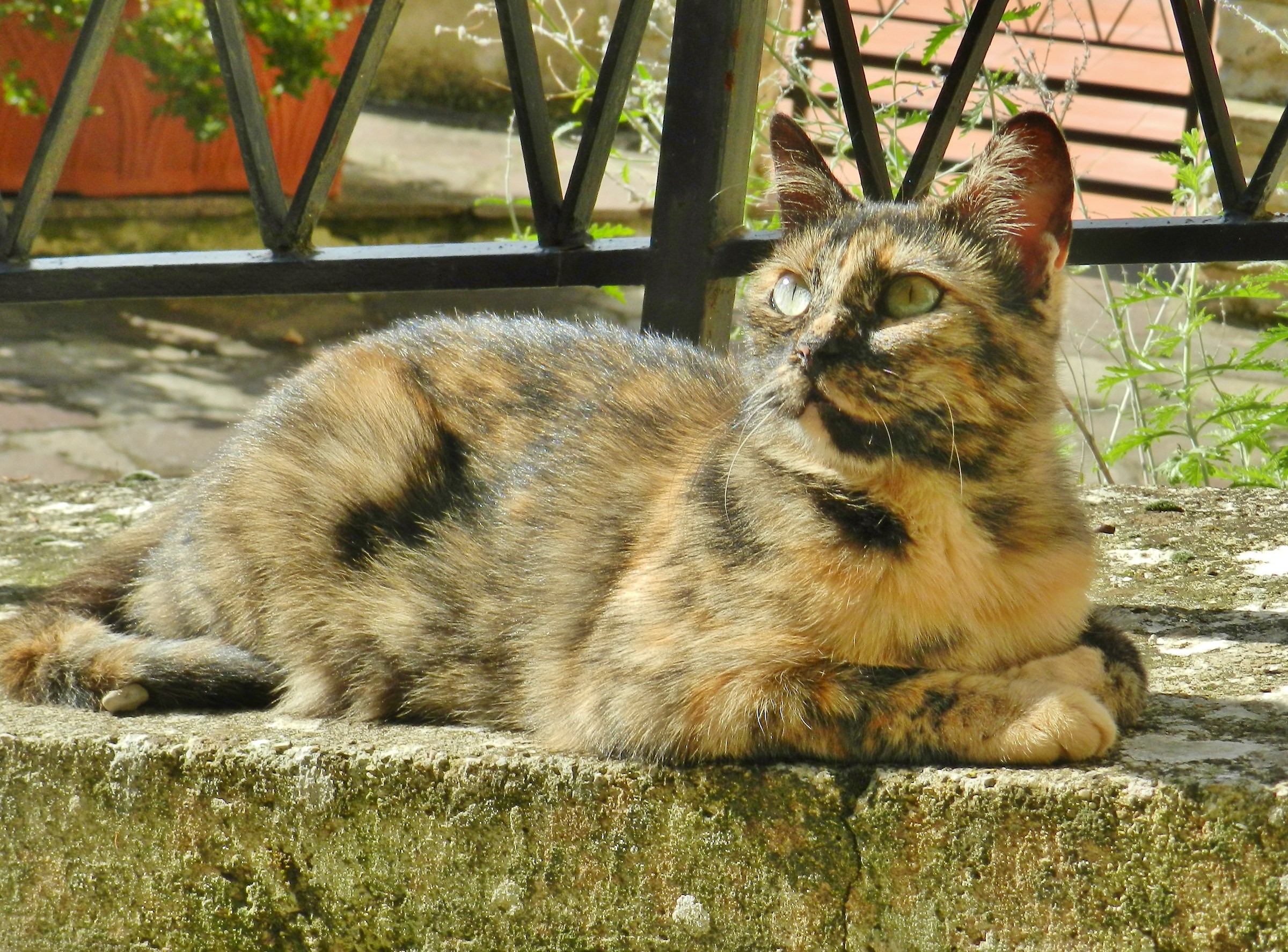 magician or pussy ....