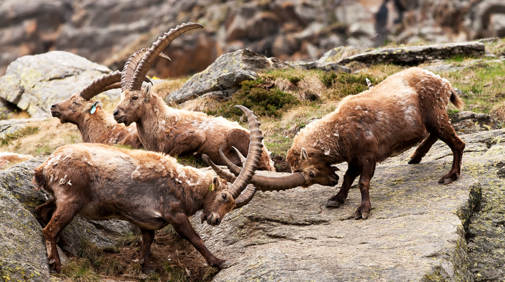 Stambecchi disputa sotto la pioggia