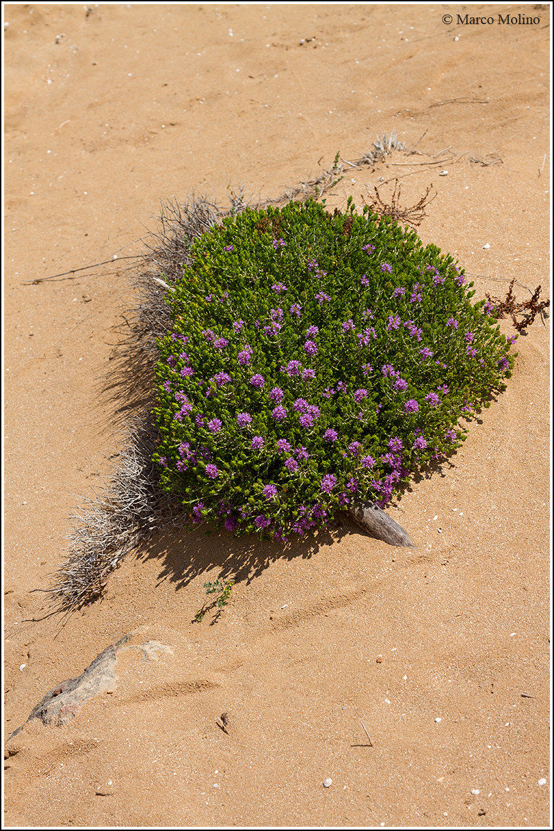 Thymbra capitata - Timo arbustivo