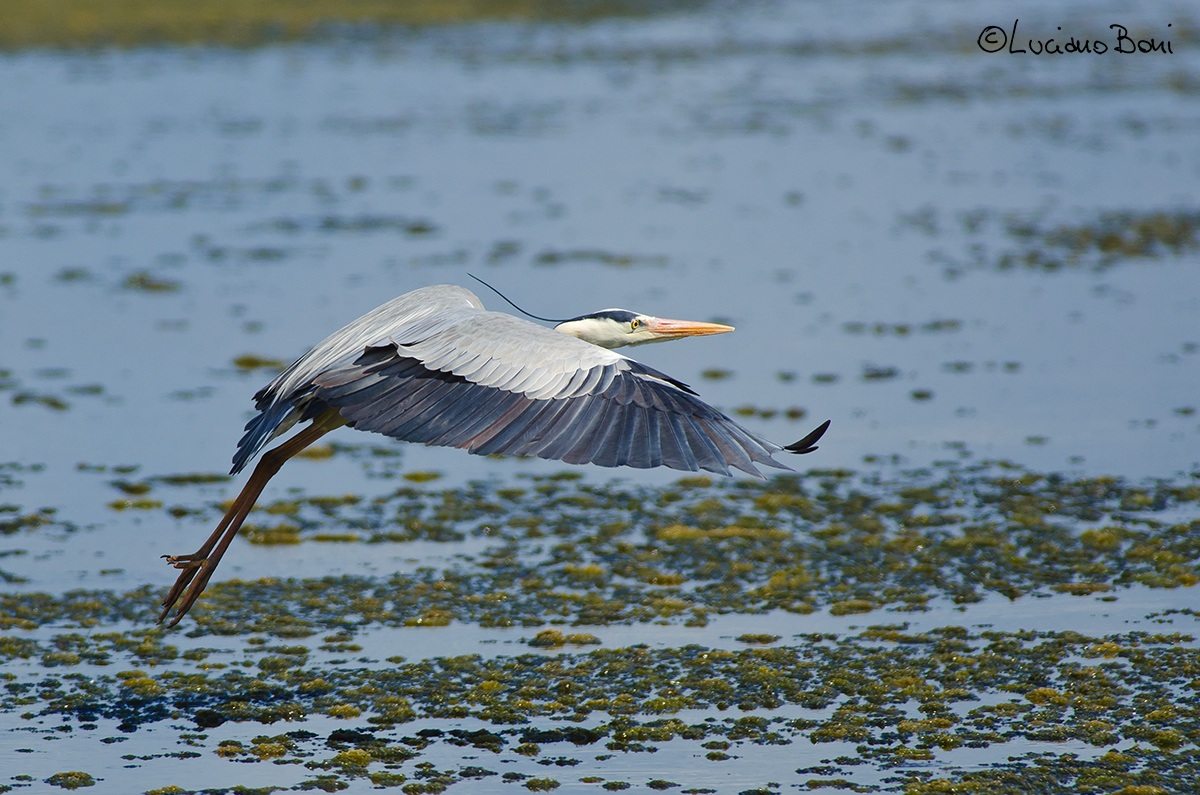 Grey Heron