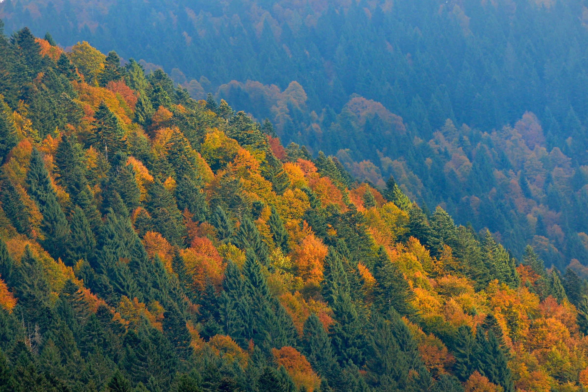 Foliage in Cansiglio