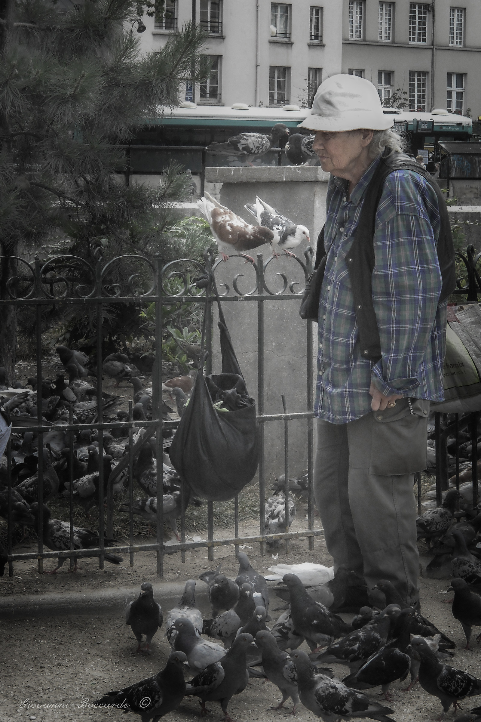 Notre Dame ... the pigeon lady