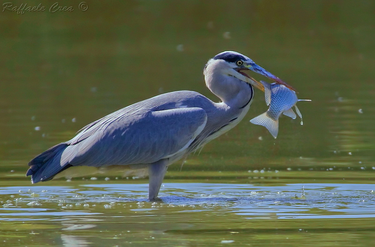 Airone Cenerino:la Bestia