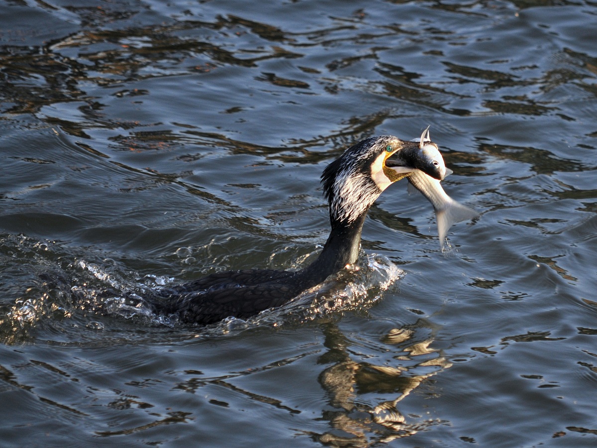 cormorano all'opera