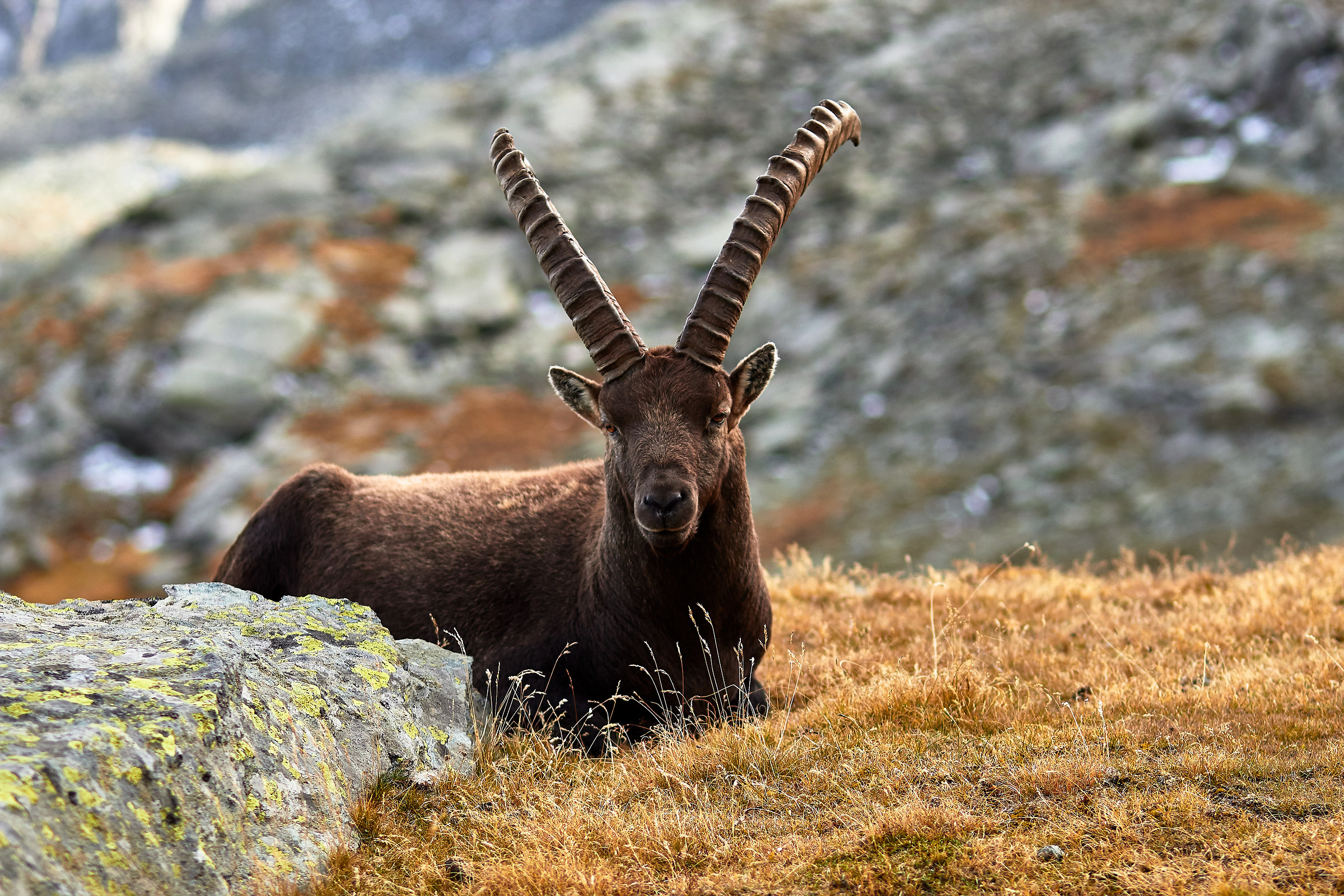 Che hai da guardare?