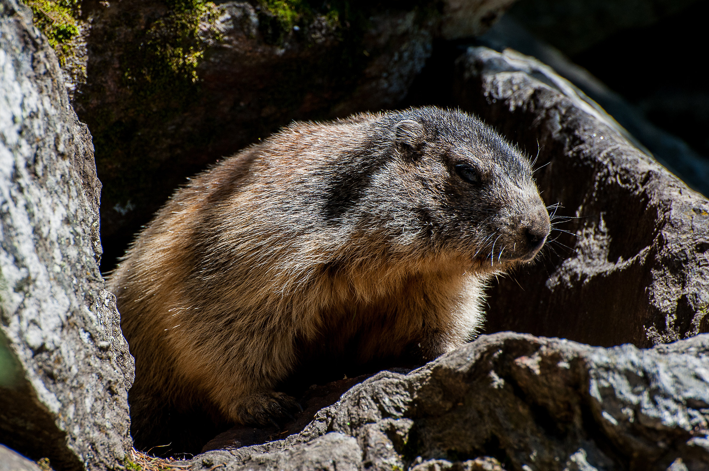 Marmot