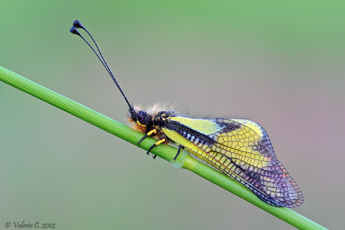 Libelloides coccajus