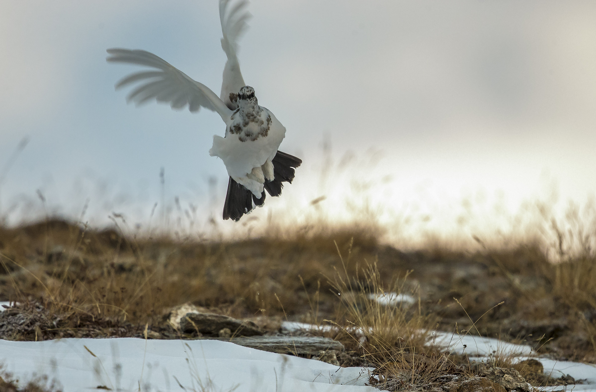 Ptarmigan the flutter