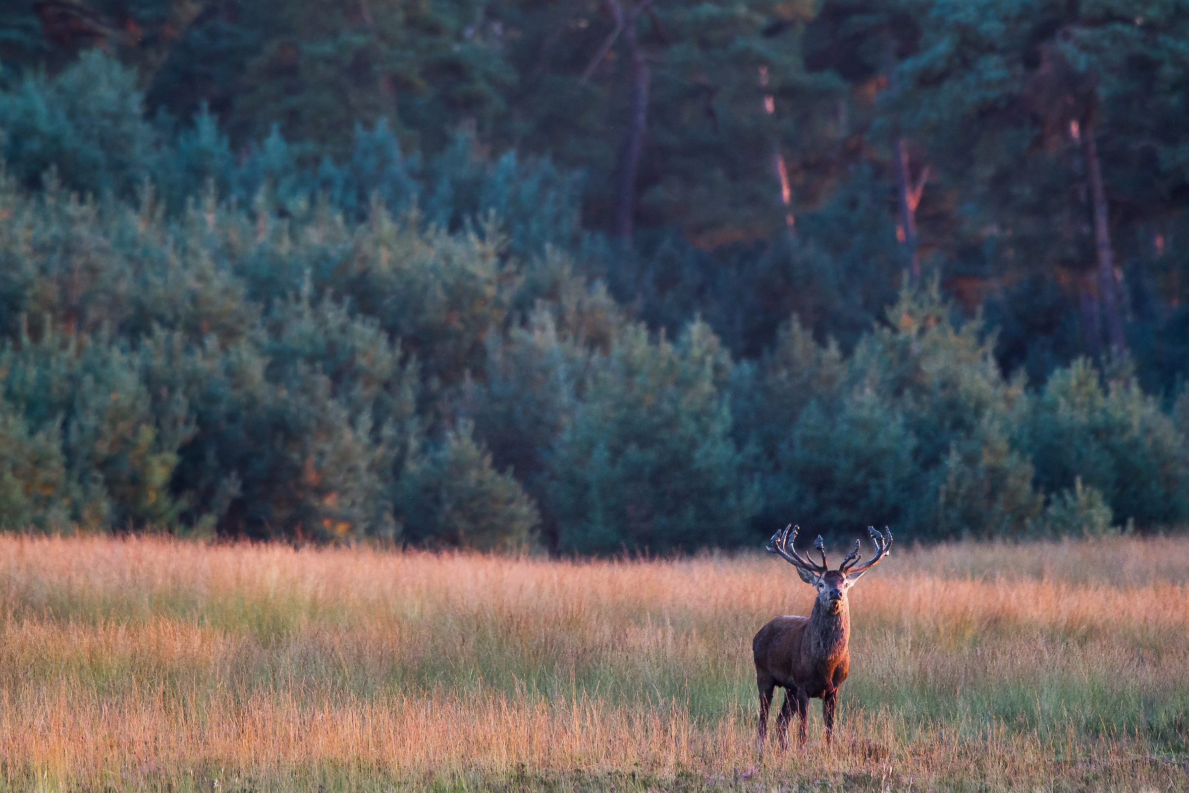 Tramonto sul bramito