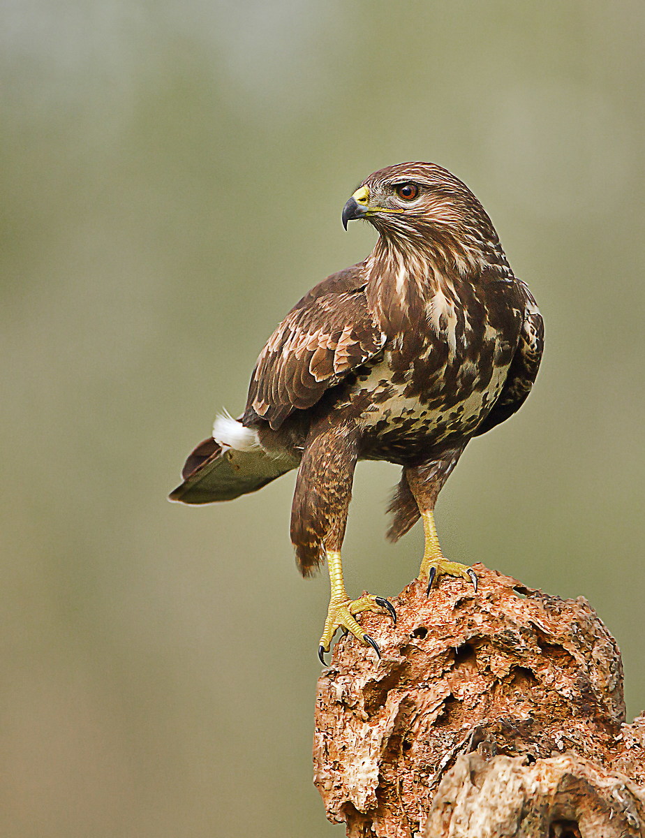 buzzard 2