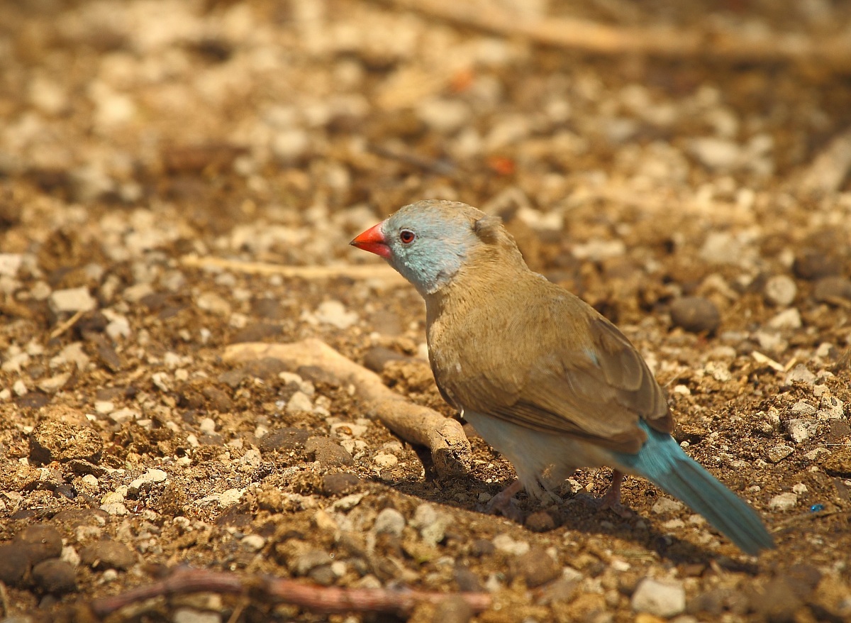 Cordon Blue by Loungewear