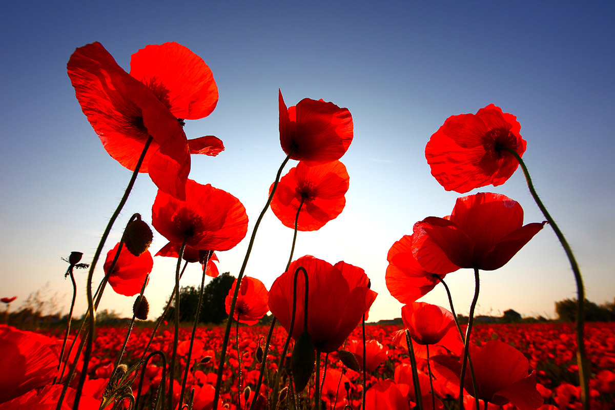 The colors of nature