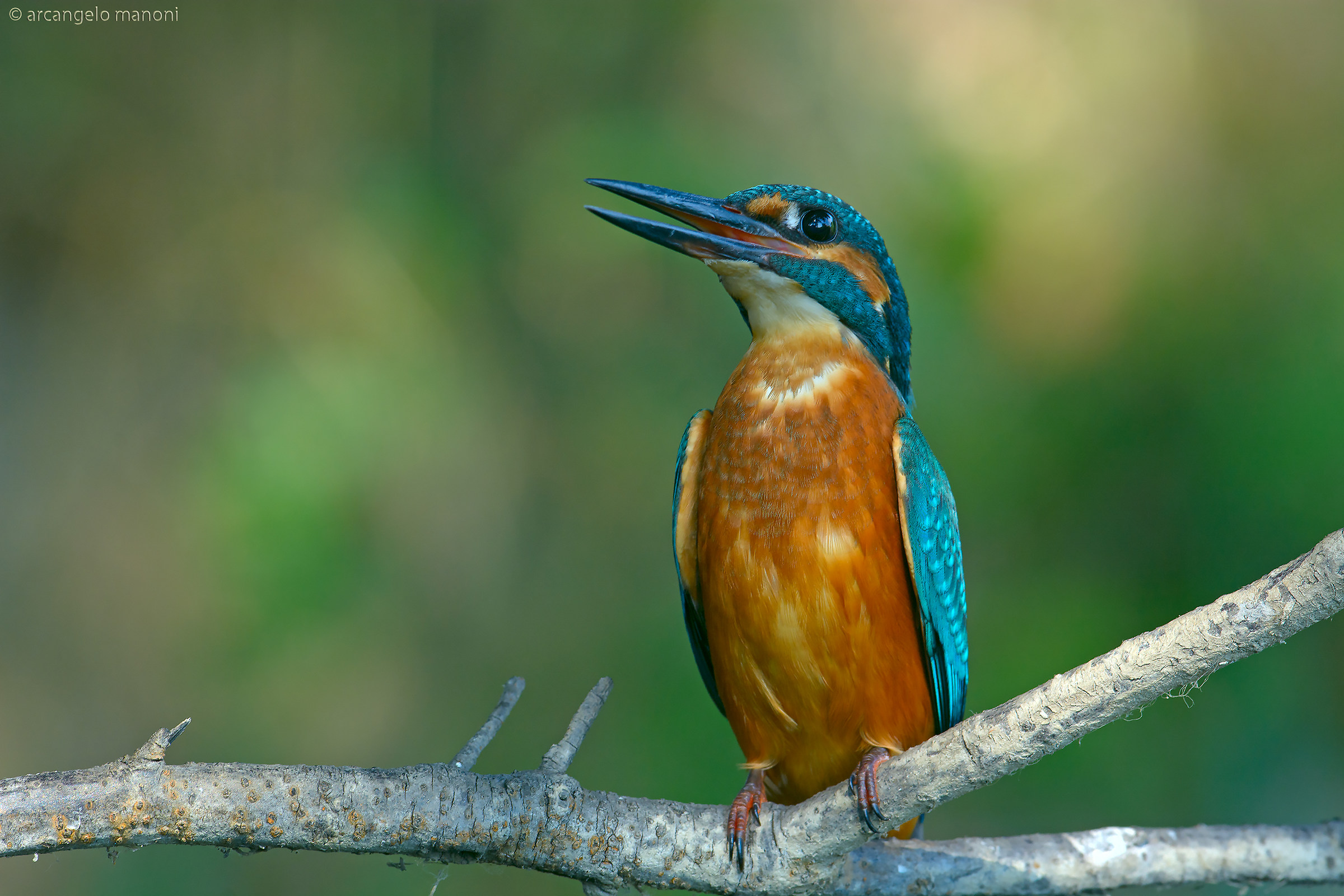 Il richiamo del fiume