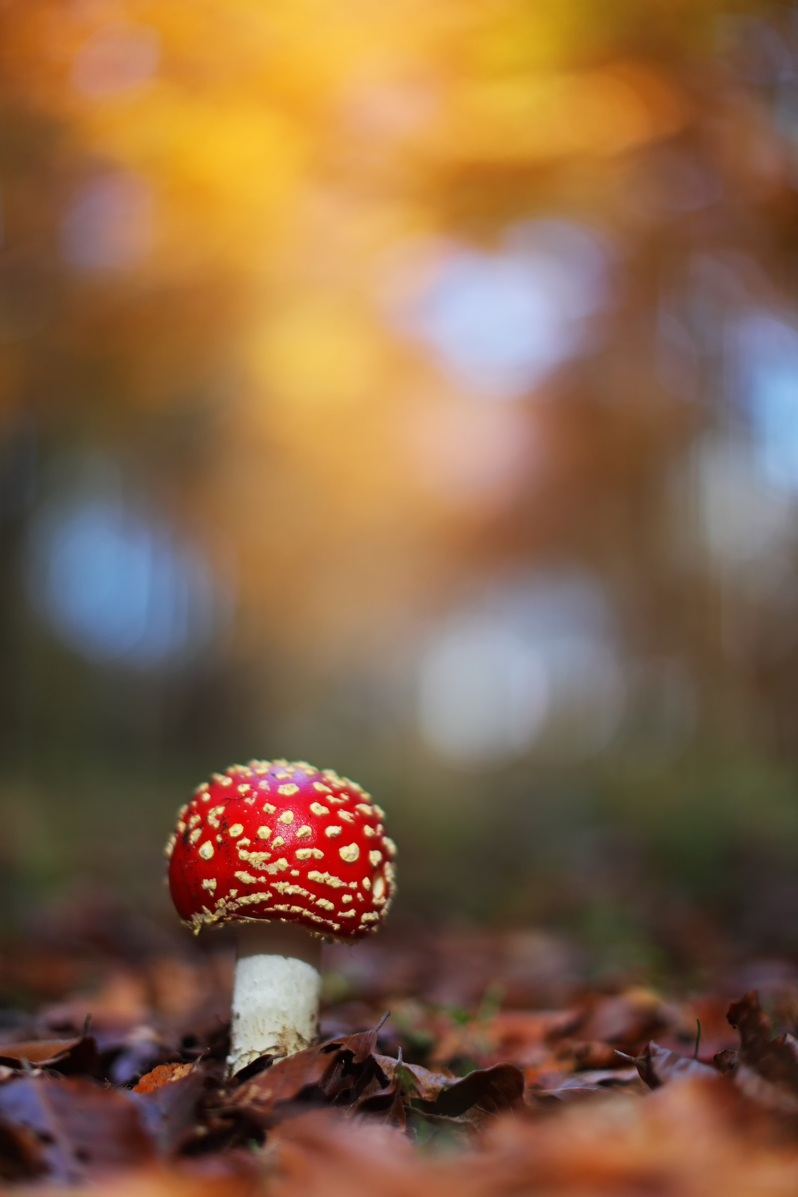 Amanita muscaria