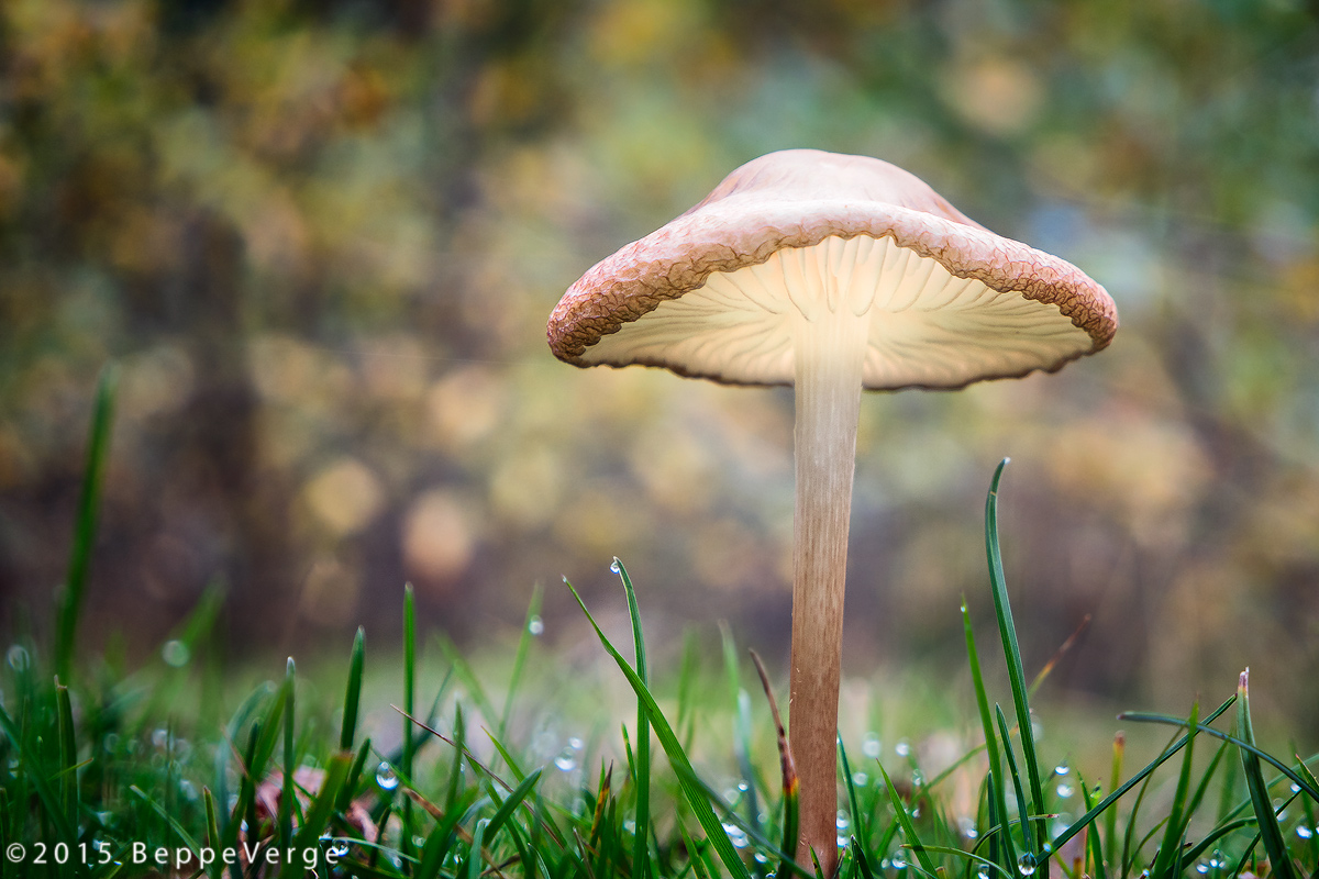 Eleganza, con discrezione.