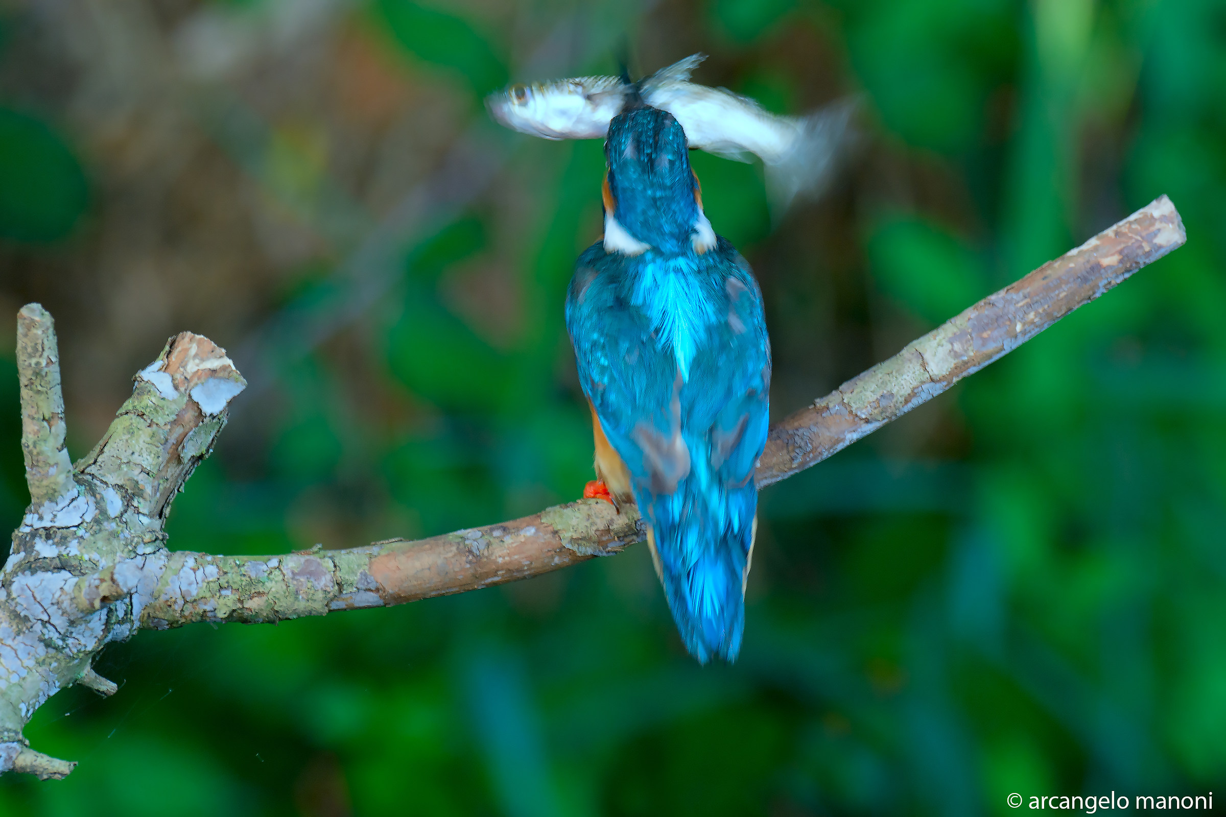 Lo sbandieratore di pesci