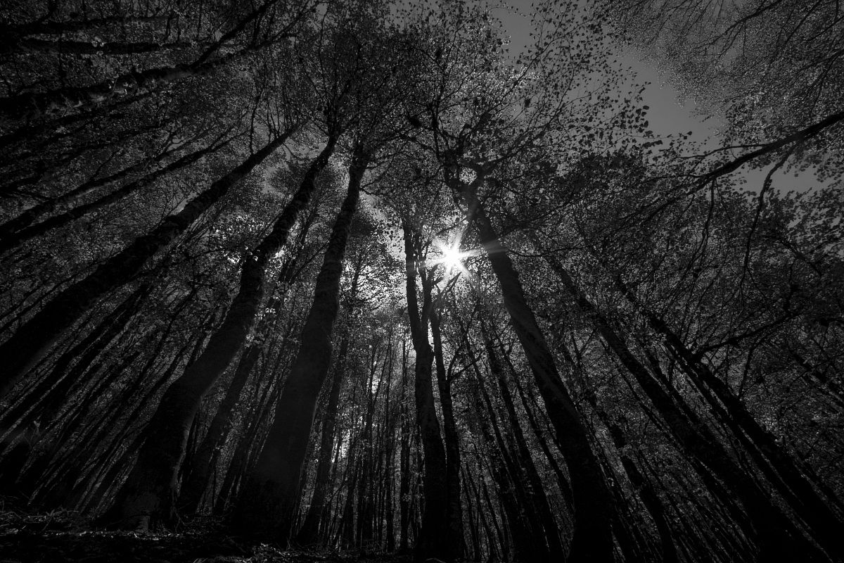 Backlit beech forest in