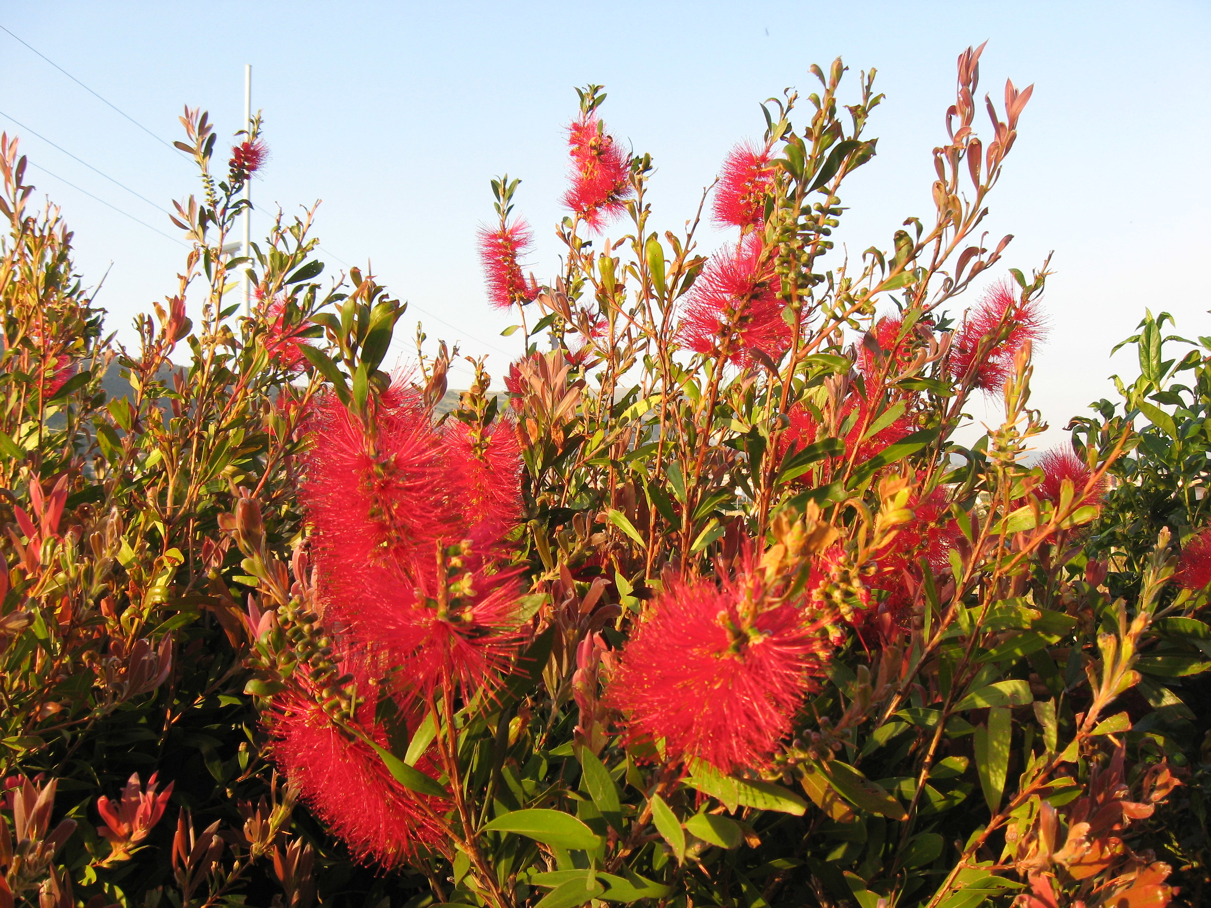 Fiori a San Giovanni Rotondo
