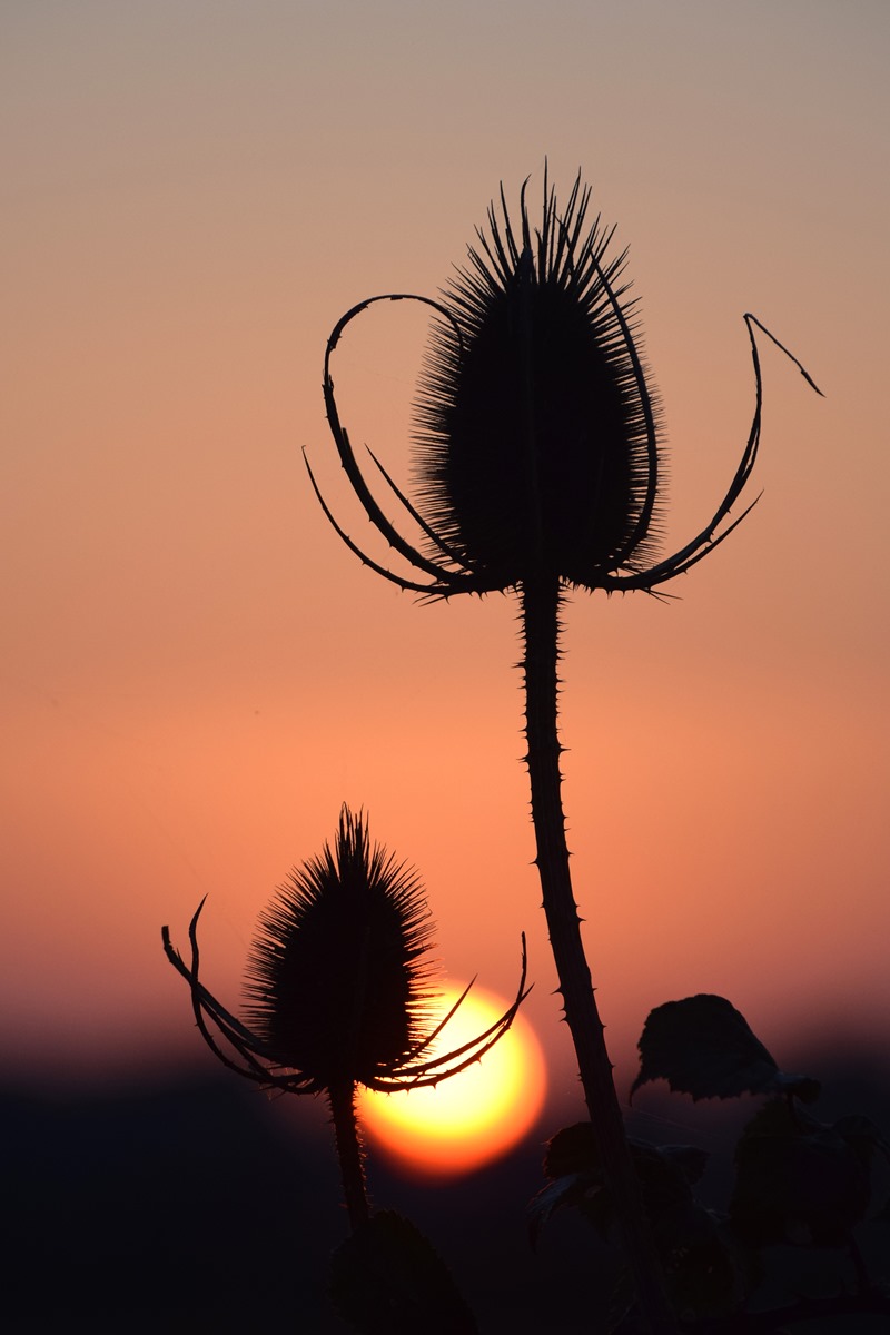 Teasels at Dawn (2)