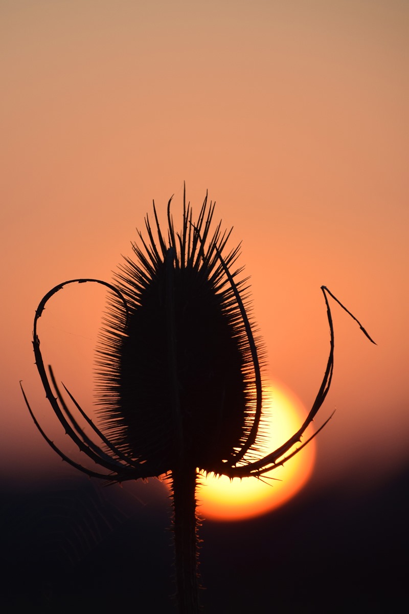 Teasels at Dawn (3)