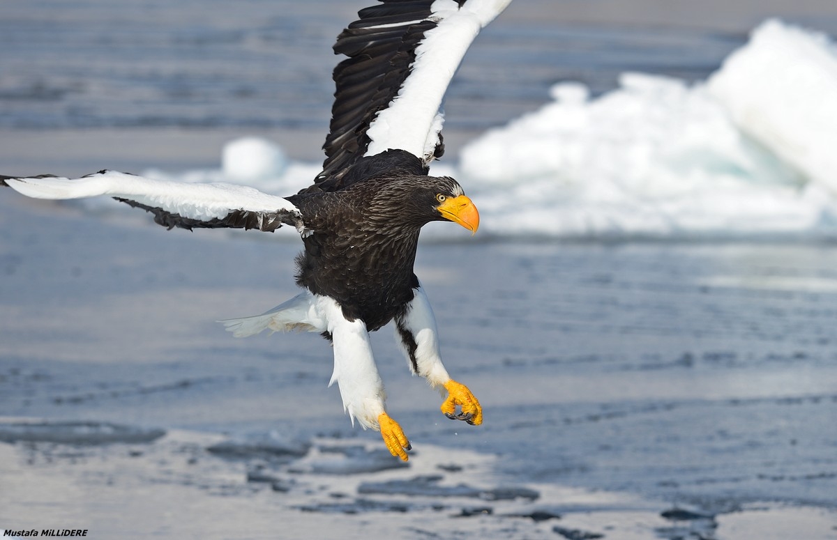 Steller's Sea Eagle ...