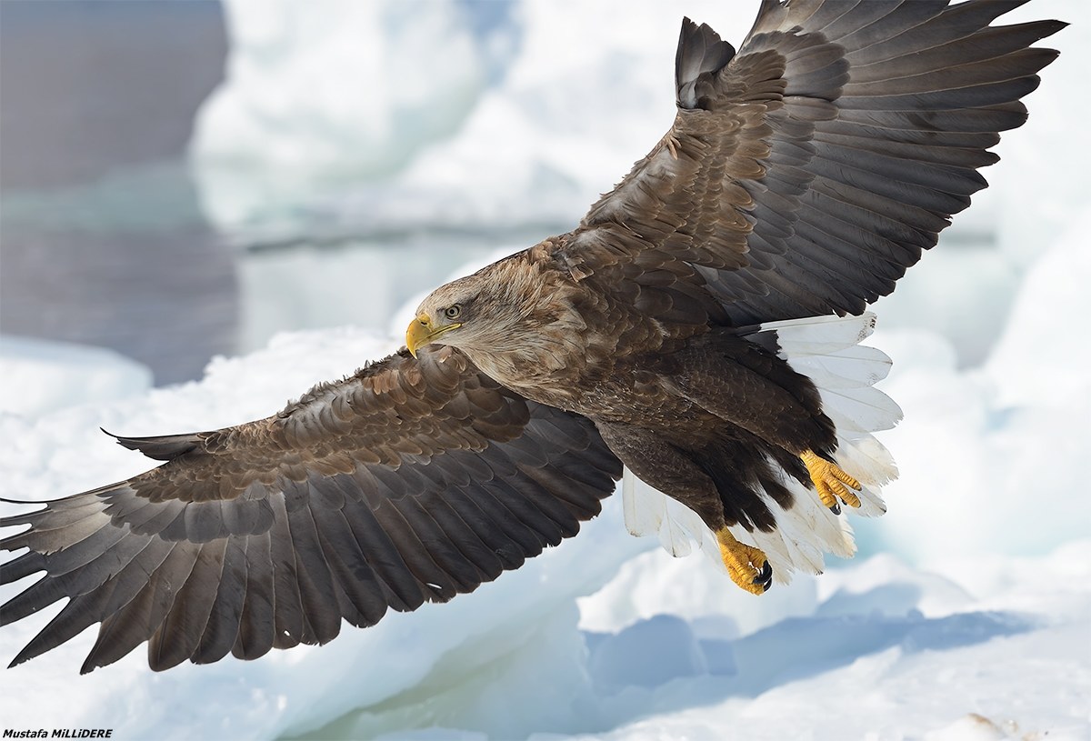 Dalla coda bianca Aquila di mare